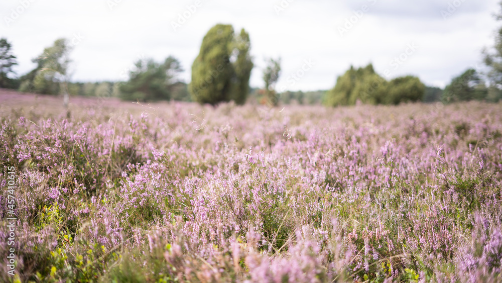 Fototapeta premium Heidekraut in der Lüneburger Heide 