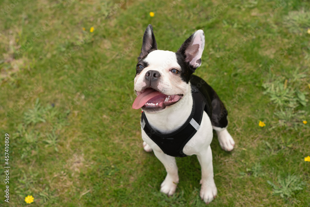 Boston Terrier puppy sitting on grass looking up smiling with her tongue out hanging to one side. She is wearing a harness.