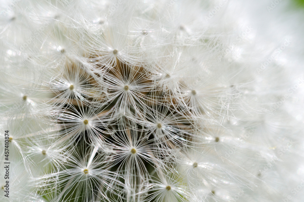 Dandelion, Cowichan Valley, Vancouver Island, British Columbia, Canada Dandelion, Cowichan Valley, Vancouver Island, British Columbia, Canada