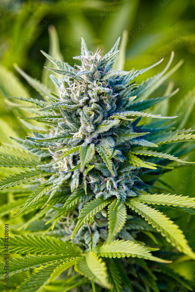 close up of flowering cola of Blue Dream cannabis strain close up of flowering cola of Blue Dream cannabis strain
