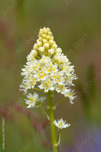 Death Camas or Meadow Death camas Zigadenus venenosus, Cowichan Valley, Vancouver Island, British Columbia, Canada photo