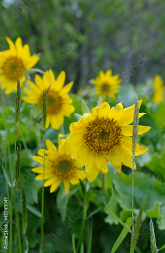 Deltoid Balsamroot Balsamorhiza deltoidea  Cowichan Valley  Vancouver Island  British Columbia  Canada