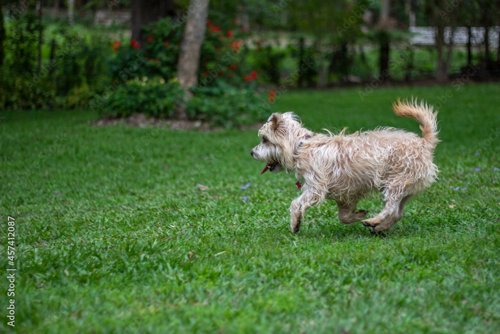 Dogs playing on the grass. Cairn Terrier dog. Dogs playing on the grass. Cairn Terrier dog.