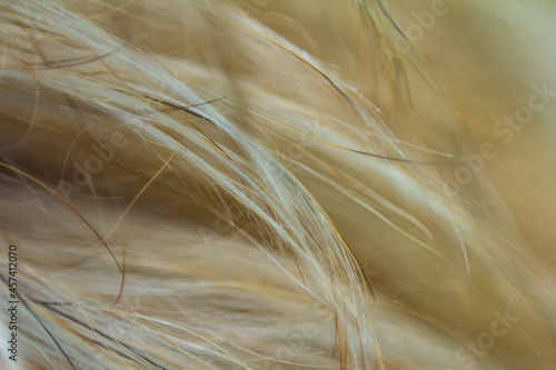 Background from a long-haired fur close-up. Fur dog. 