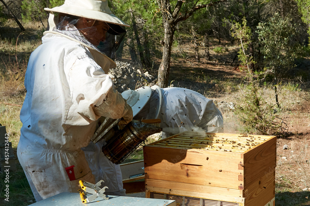 Apiarist working with your bees to achieve sweet honey Apiarist working with your bees to achieve sweet honey