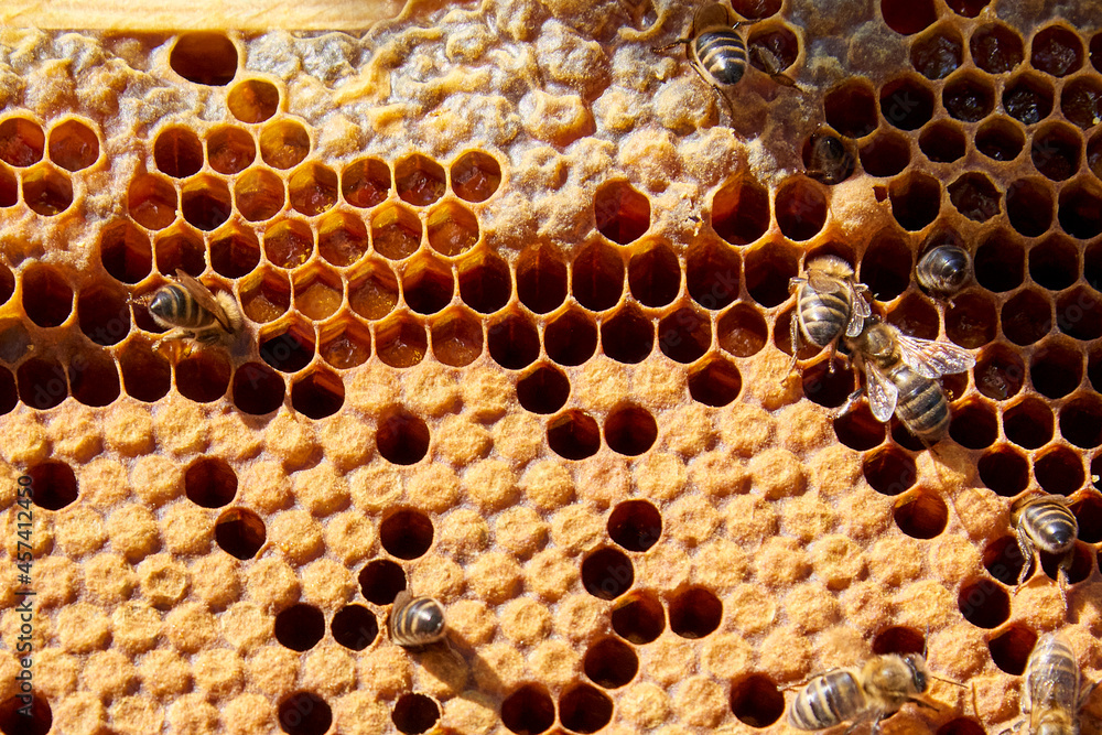 Bees working in your honeycomb to achieve sweet honey Bees working in your honeycomb to achieve sweet honey