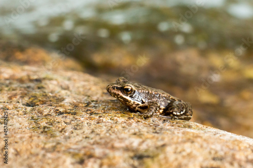 Frog on a rock with unfocused background photo