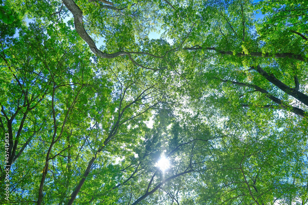 Obraz premium 森と青空