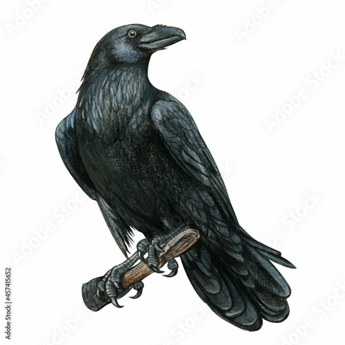 crow on a white background