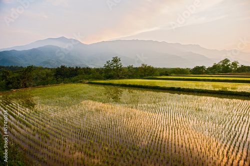 irrigated rice fields near Seoraksan national park photo