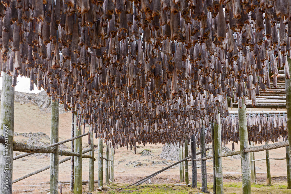 cod fish hanging up for drying in the Eastern fjords of Iceland Stock ...
