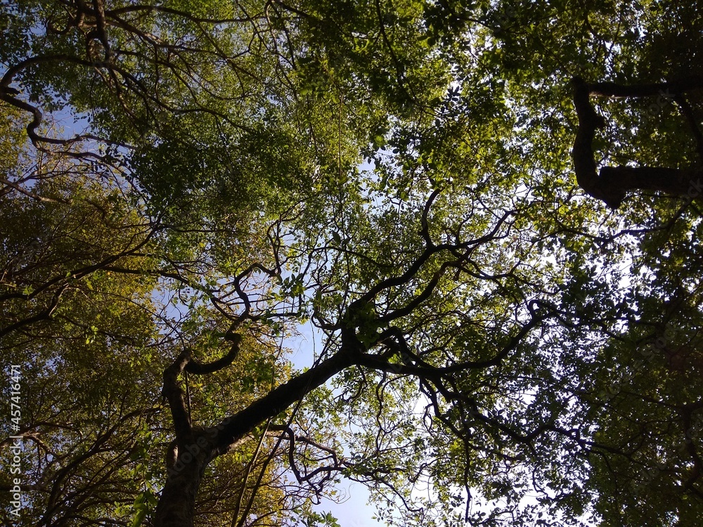 Fototapeta premium trees and sky