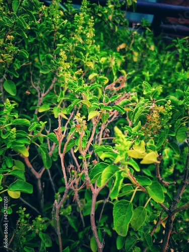 Honey Bee Drinking the juice of Basil Flowers and Make Honey