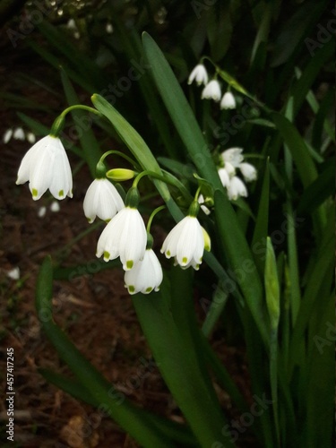 Snowdrop flowers in Spring