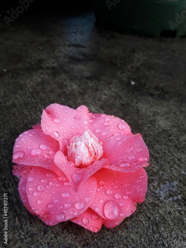 Fallen Camellia Flower