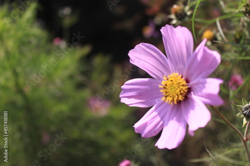 flower close up