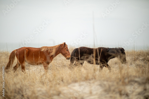 Wild horses in the sand dunes in Corolla, NC.