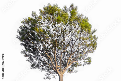 Huge tree with straight trunk isolated on blue background. Closeup