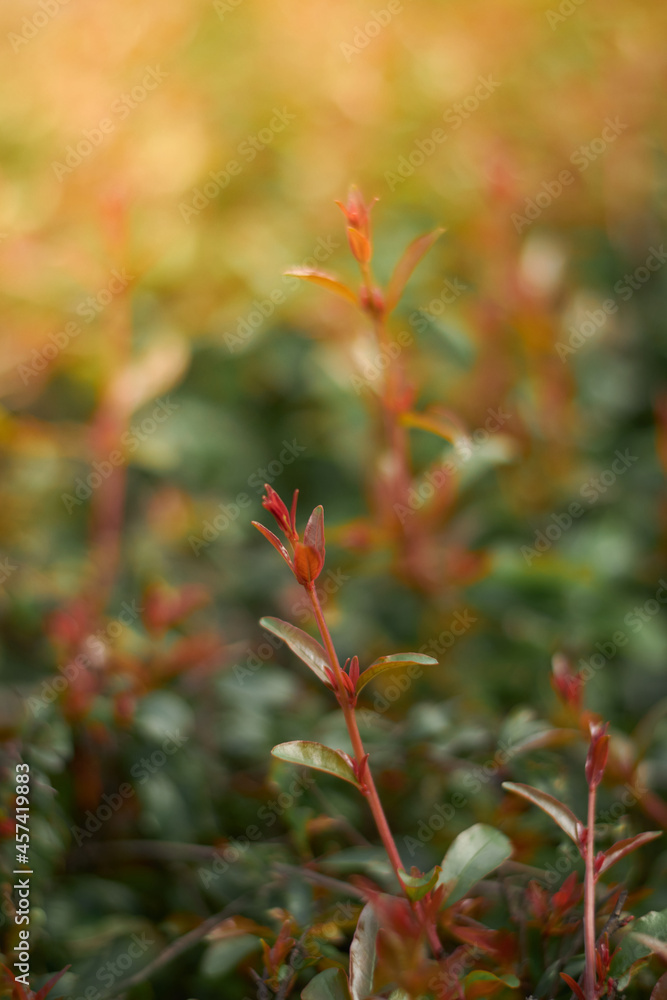 close shot of a small plant in the summer close shot of a small plant in the summer