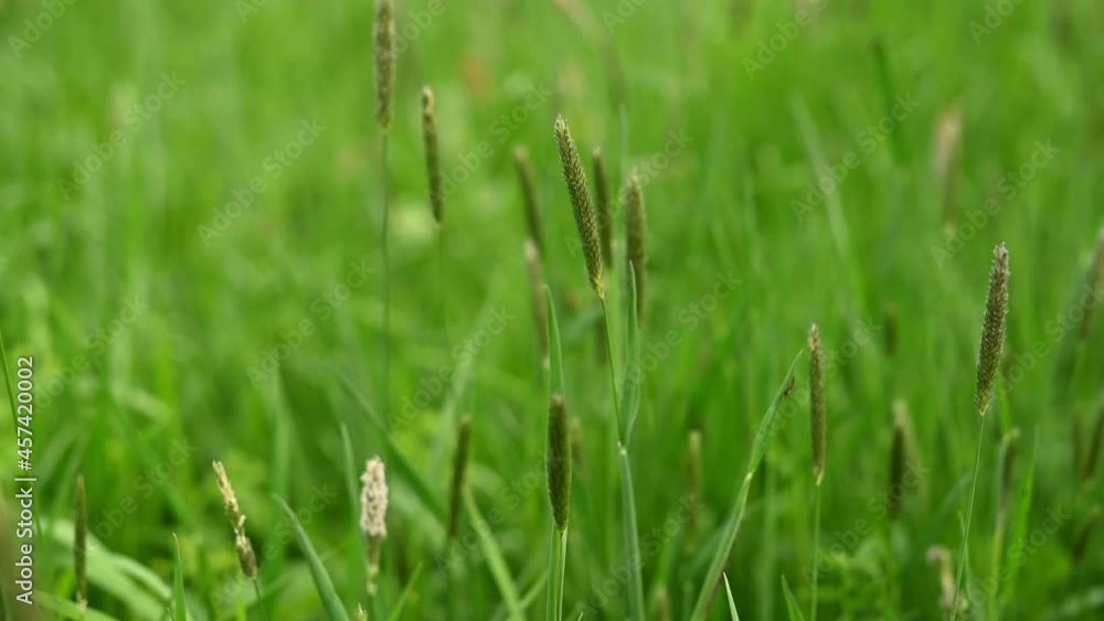 Grass mature ear on a green meadow panorama summer. High quality 4k footage Grass mature ear on a green meadow panorama summer. High quality 4k footage