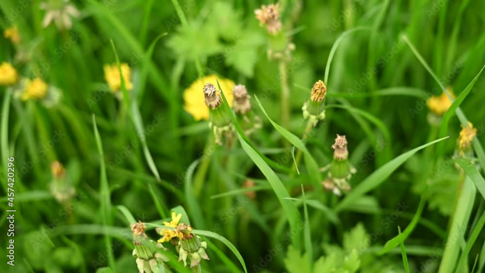 Panorama of a flowering meadow with dandelion flowers. Summer green grass video. High quality footage Panorama of a flowering meadow with dandelion flowers. Summer green grass video. High quality footage