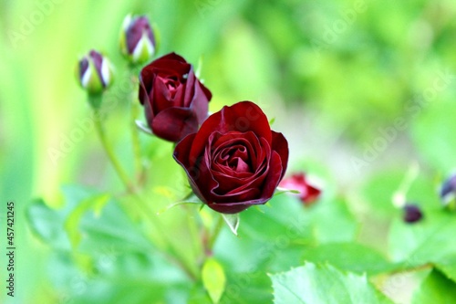 red rose