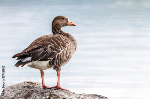 Greylag goose, Anser Anser, standing on a rock