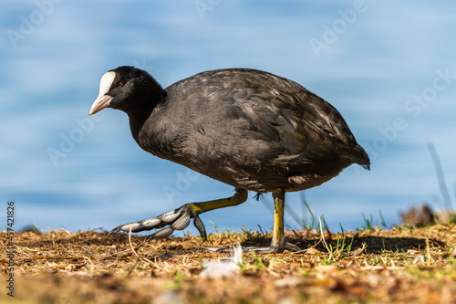 Tableau sur toile Eurasian or common coot duck, fulicula atra