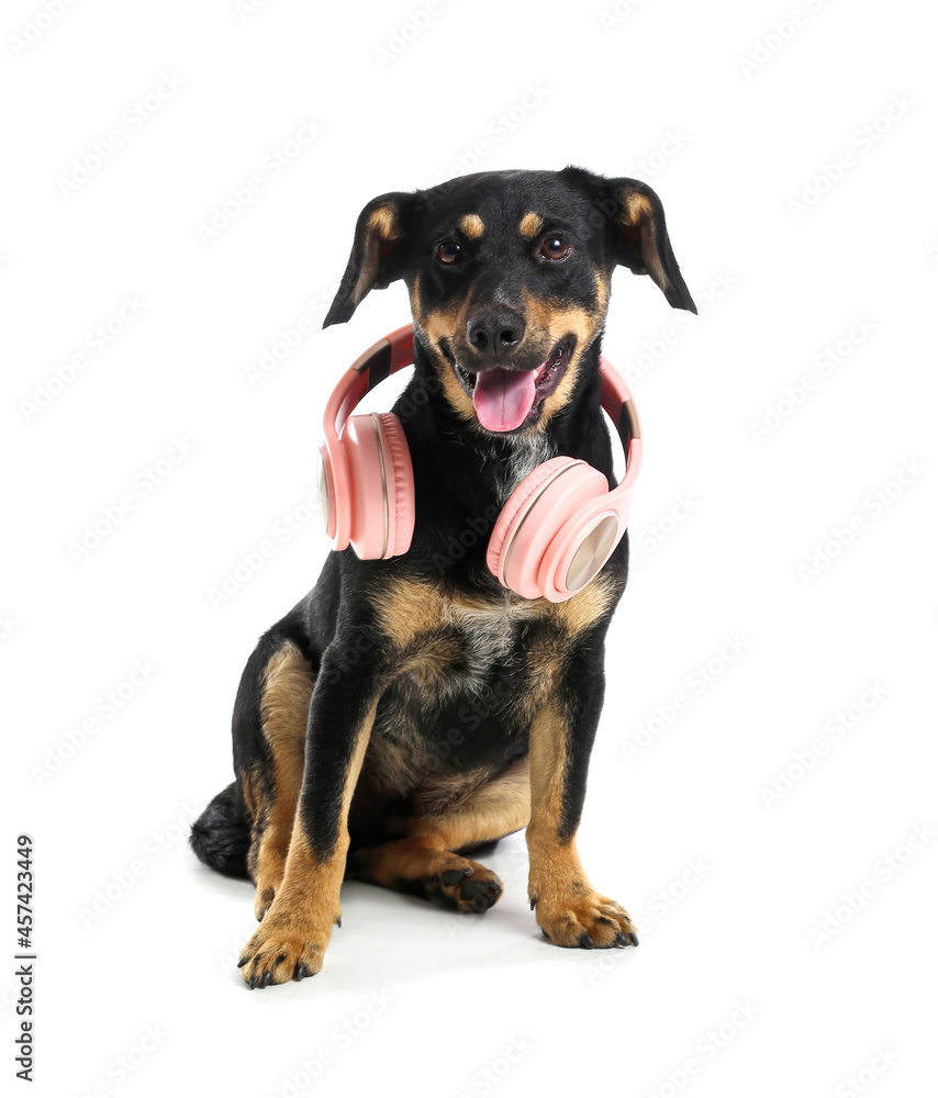 Cute dog with headphones on white background Cute dog with headphones on white background