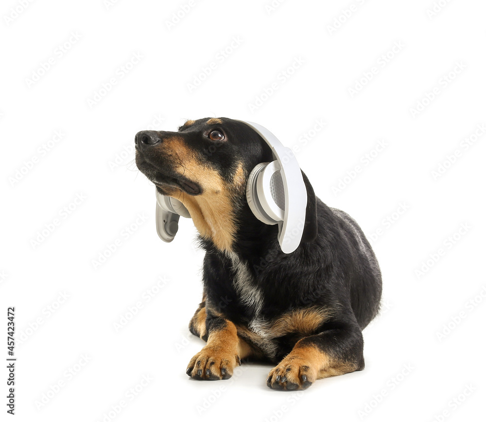 Cute dog with headphones on white background