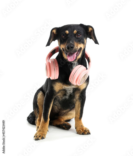 Cute dog with headphones on white background