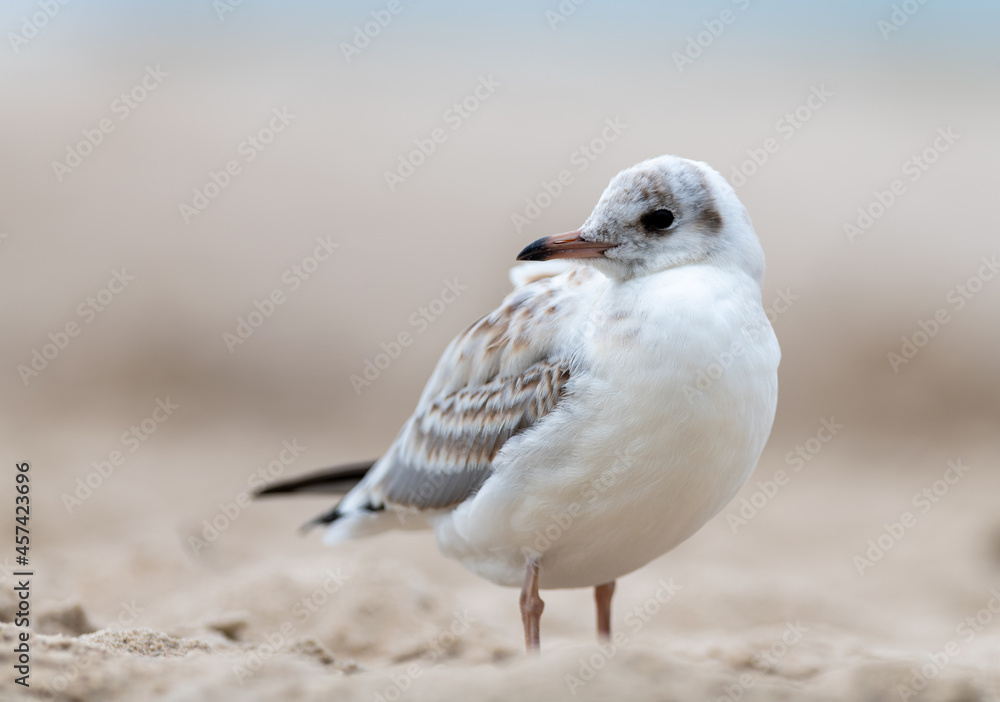 Seagull by the Polish sea on the beach Seagull by the Polish sea on the beach
