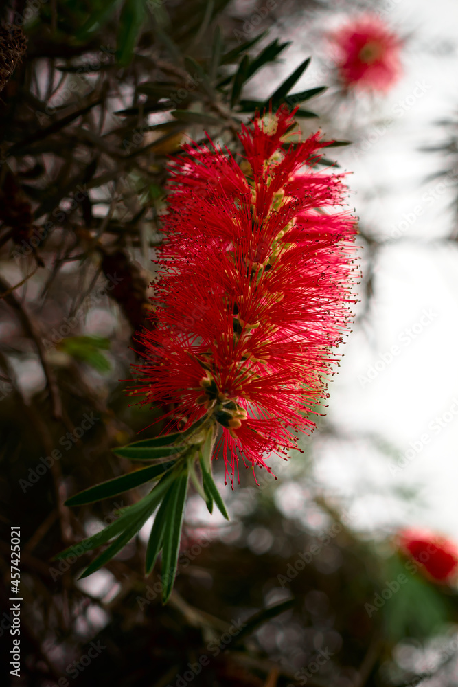 Red tropical flower with thin leaves Red tropical flower with thin leaves