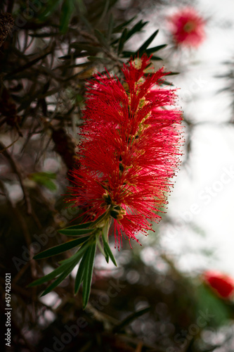 Red tropical flower with thin leaves