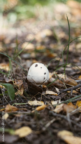 white mushroom in autumn foliage