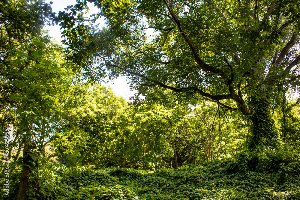 Fototapeta premium Lush Green Trees Covered in Ivy Line the Rainforest on Zapatera Island outside of Granada, Nicaragua