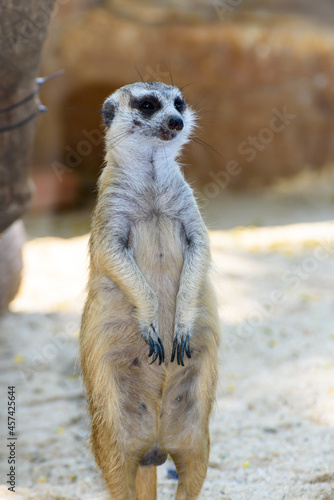 Meerkat mongoose or Suricata suricatta standing on the sand watchful eye with funny and cute in the zoo or safari it is an animal that lives in the Kalahari Desert of southern Africa © yongkiet