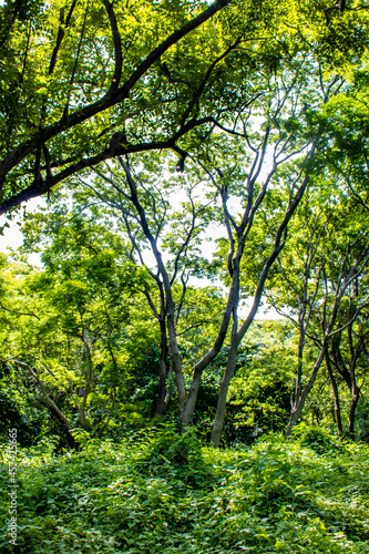 Tropical Trees and Vines Reach up towards the Sun on Zapatera Island outside of Granada  Nicaragua