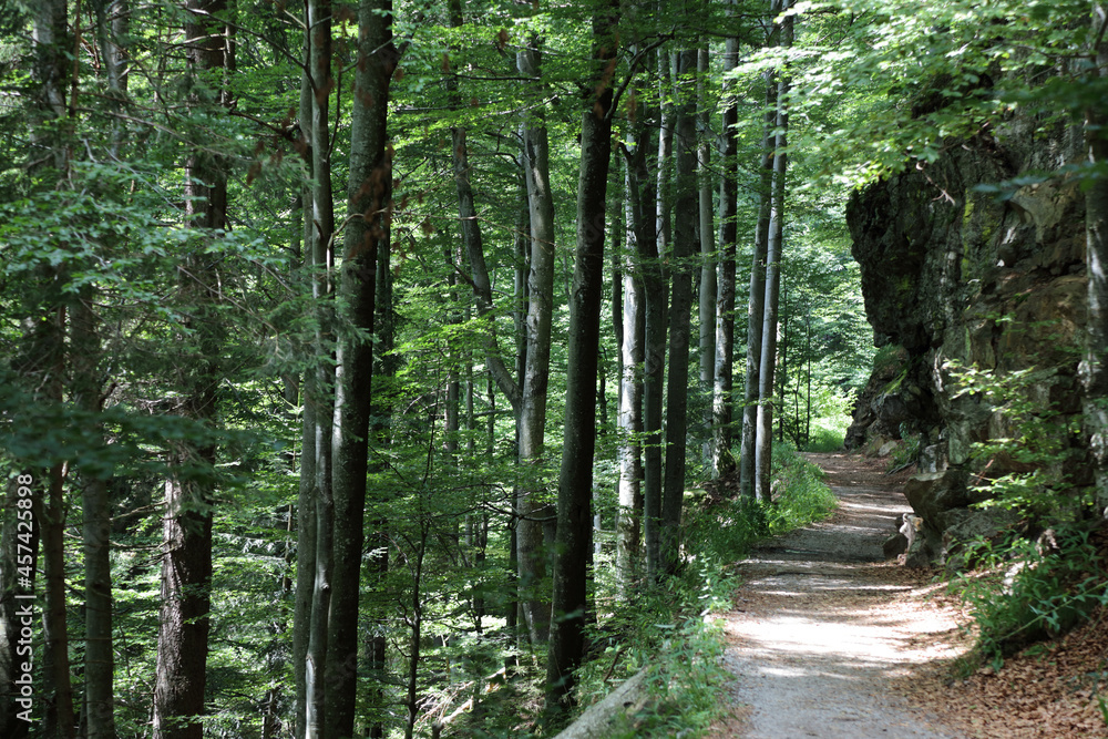 Obraz premium Landschaft Bayern - Bayrischer Wald / Landscape Bavaria - Bavarian Forest /