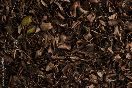fallen dry leaves from a tree in the forest