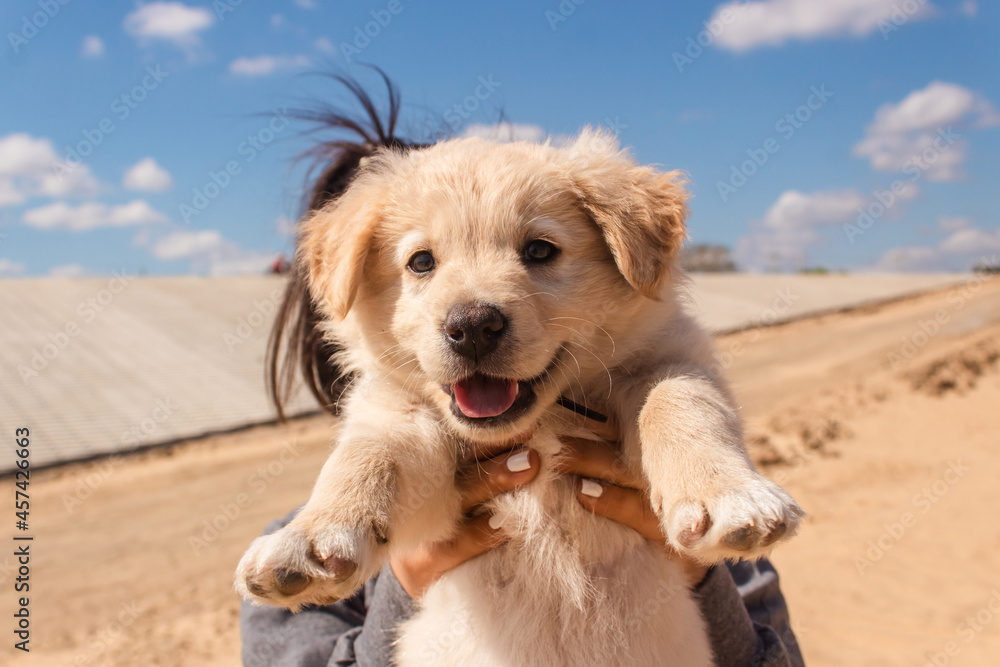 Portrait of a beautiful little puppy in the sand. Portrait of a beautiful little puppy in the sand.
