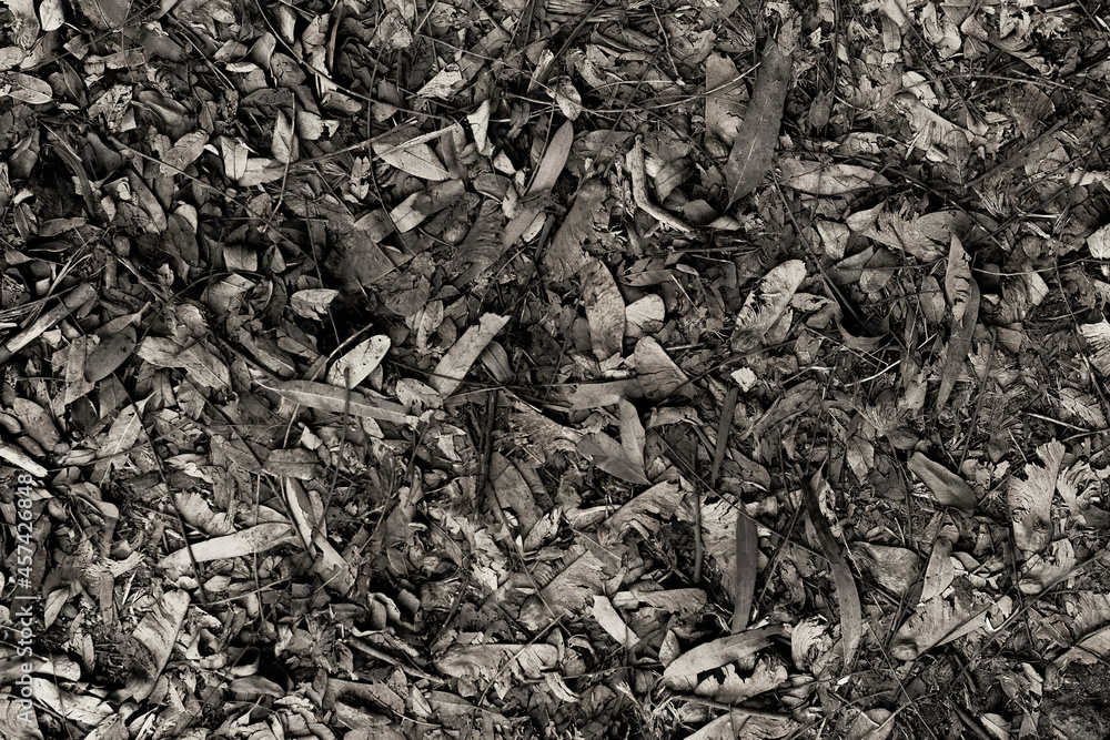 fallen dry leaves from a tree in the forest fallen dry leaves from a tree in the forest