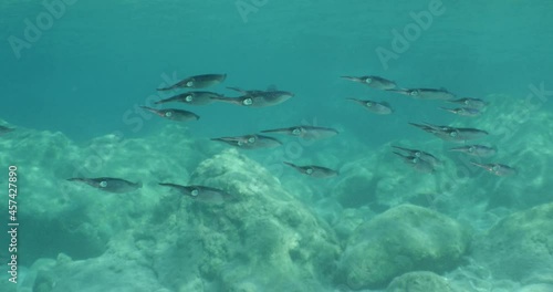 Wallpaper Mural squid school  underwater  calamari drifting and swimming underwater close and slow ocean scenery animal cephalopod Torontodigital.ca