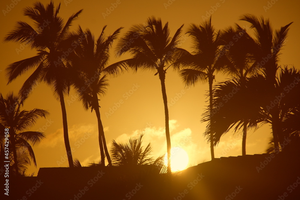 tropical paradise Sunset palms palm tree sunset sun golden hour orange summer beach sunset sun behind palms sunrise