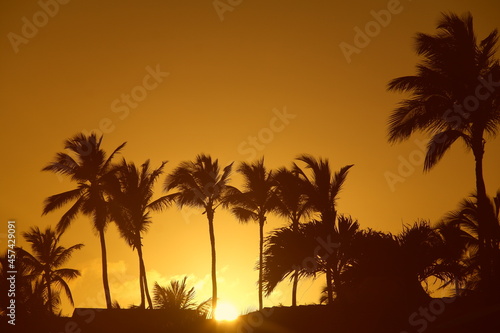 tropical paradise Sunset palms palm tree sunset sun golden hour orange summer beach sunset sun behind palms sunrise © Roman