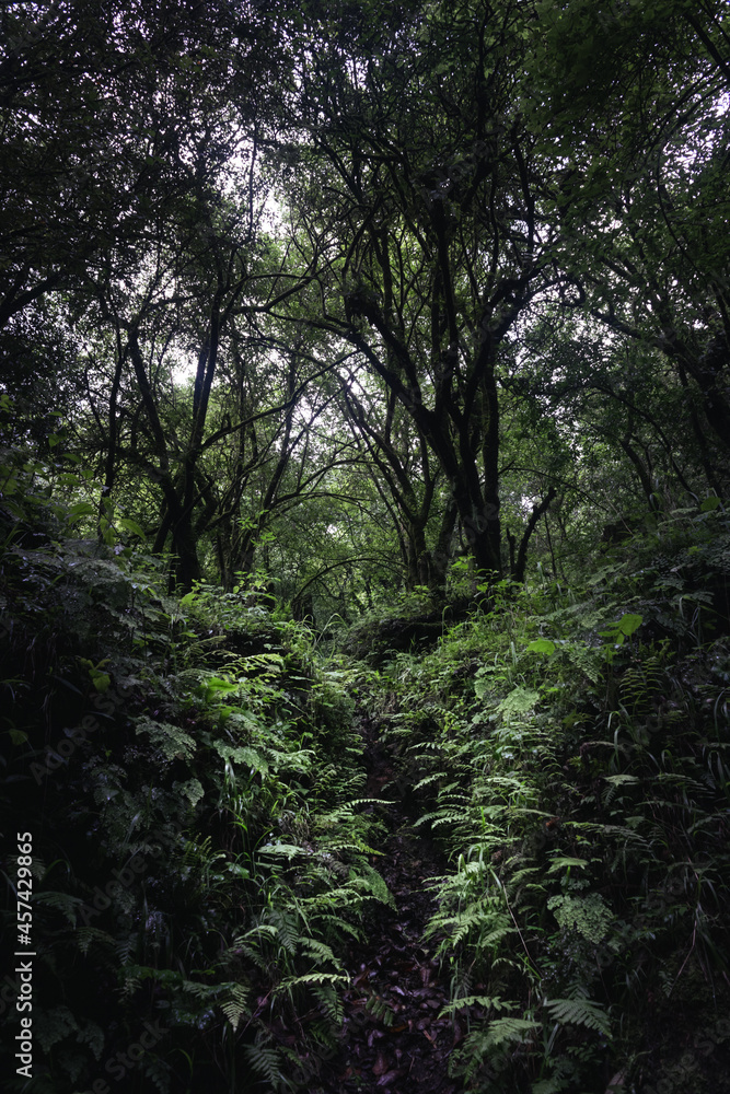 Naklejka premium Imágenes boscosas, lugares naturales, bosques y paisajes mexicanos.