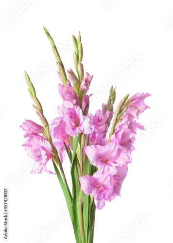 Beautiful gladiolus flowers on white background © Pixel-Shot