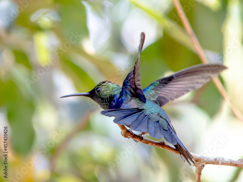 Hummingbird in South America - Paraguay, Guiara