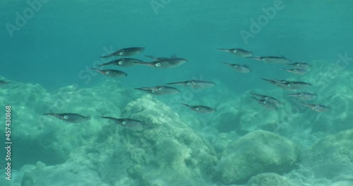 Wallpaper Mural squid school  underwater  calamari drifting and swimming underwater close and slow ocean scenery animal cephalopod Torontodigital.ca