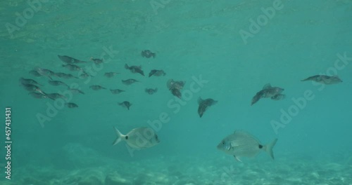 Wallpaper Mural squid school  underwater  calamari drifting and swimming underwater close and slow ocean scenery animal cephalopod Torontodigital.ca